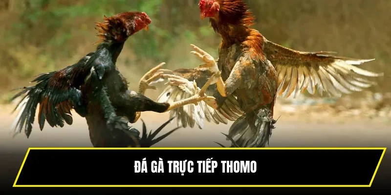 Đá Gà Trực Tiếp Thomo - Trận Đấu Chân Thực Nhất Năm 2025