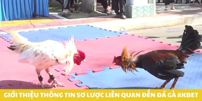 Giới thiệu thông tin sơ lược liên quan đến đá gà 8kbet