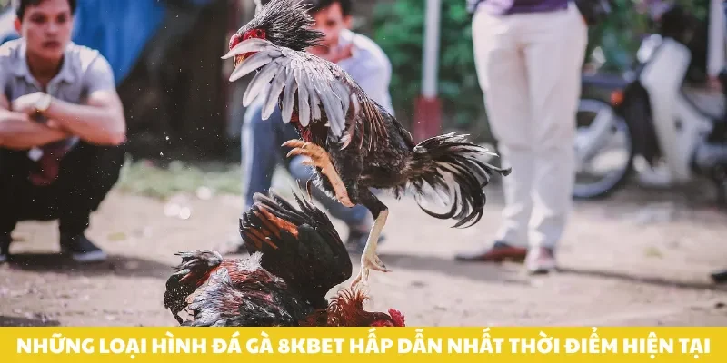 Những loại hình đá gà 8kbet hấp dẫn nhất thời điểm hiện tại