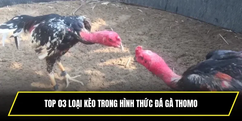 Top 03 loại kèo trong hình thức đá gà Thomo
