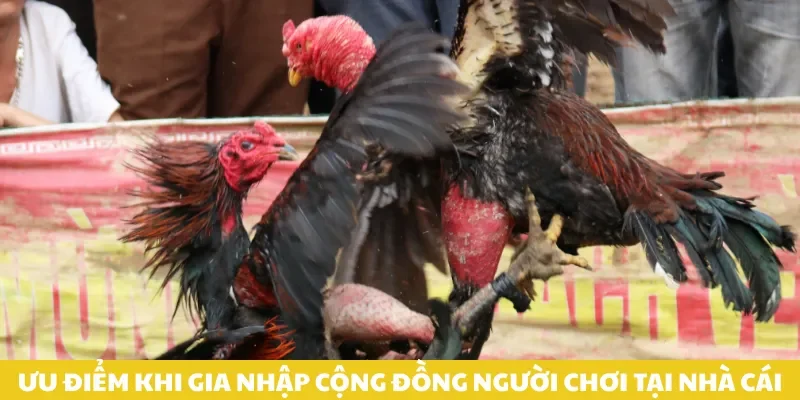 Ưu điểm khi gia nhập cộng đồng người chơi tại nhà cái